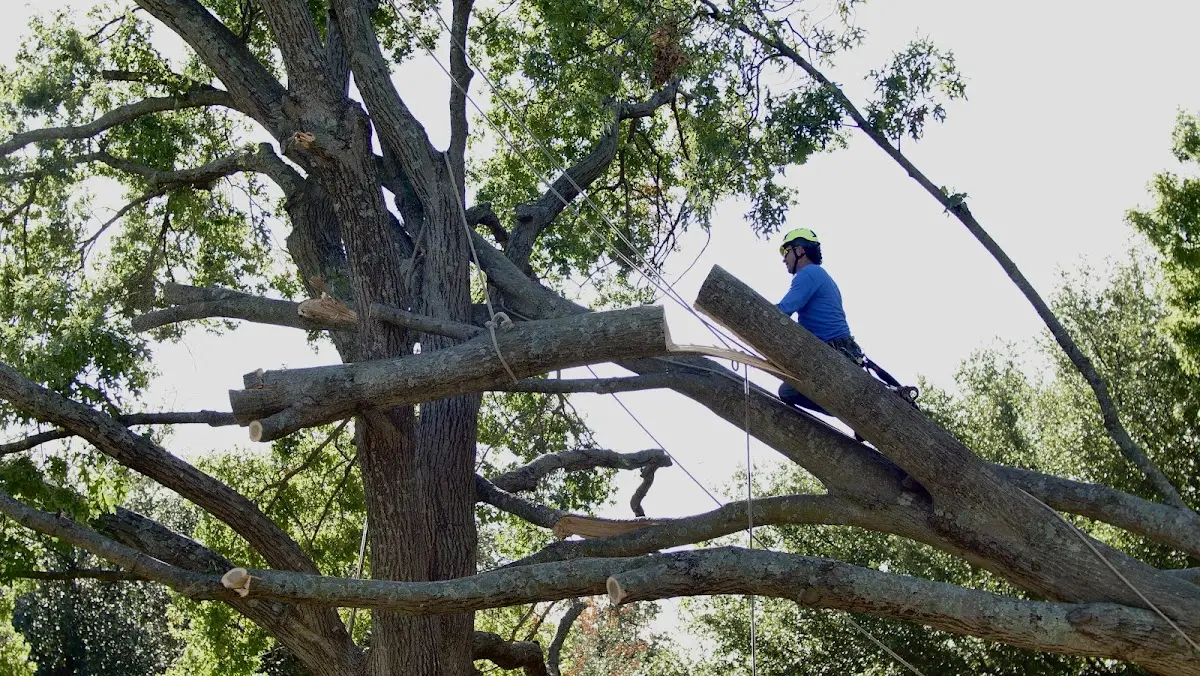 Professional Crown Thinning performed by certified arborists in South Pomfret