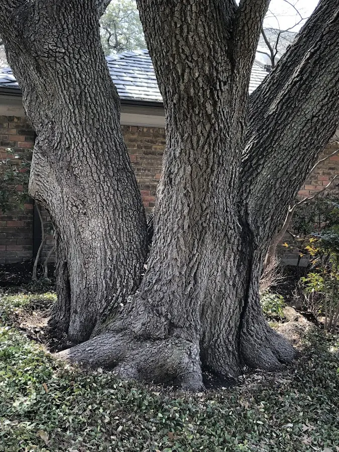 Mature heritage tree close to a South Pomfret property cared for by certified arborists